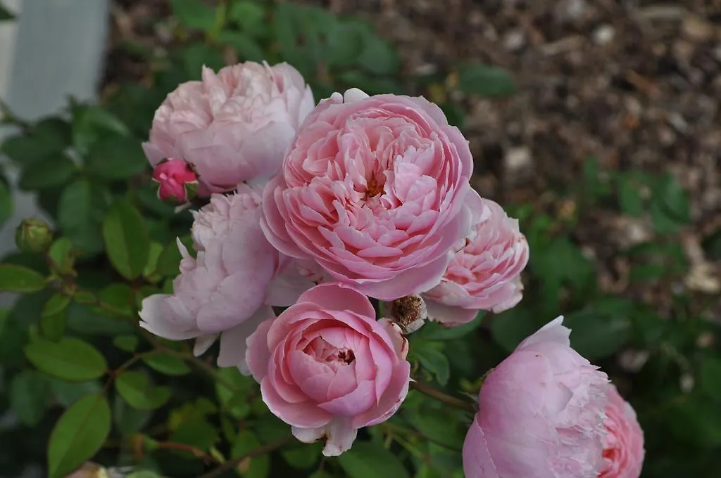 Rose E Cioccolato B&B Borgo Val di Taro Bed & Breakfast